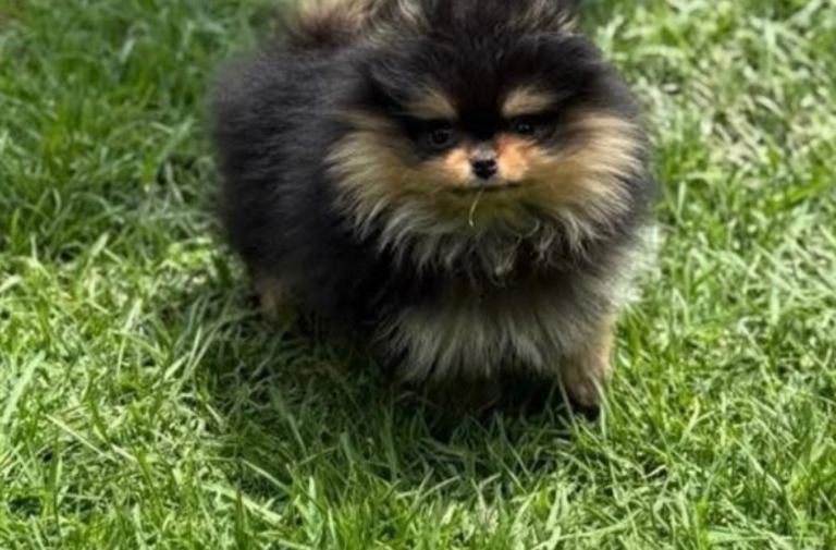 Absolutely gorgeous KC boy and girl 