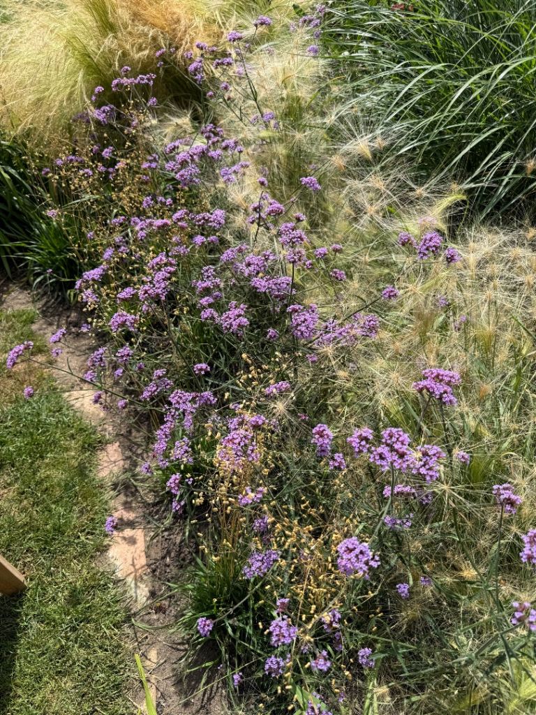 Verbena bonariensis ‘Lollipop’ plants for sale