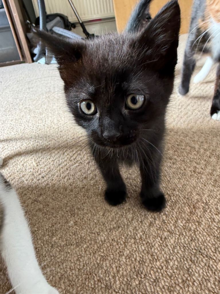 2 kittens for sale