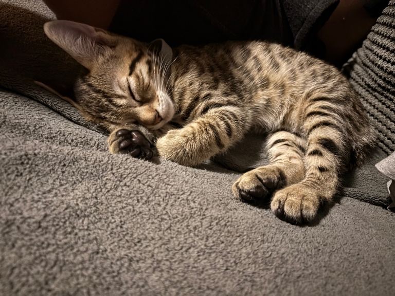 75% bengal 25% maincoon little 
