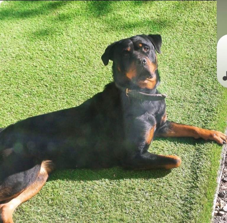 Rottweiler looking for new home