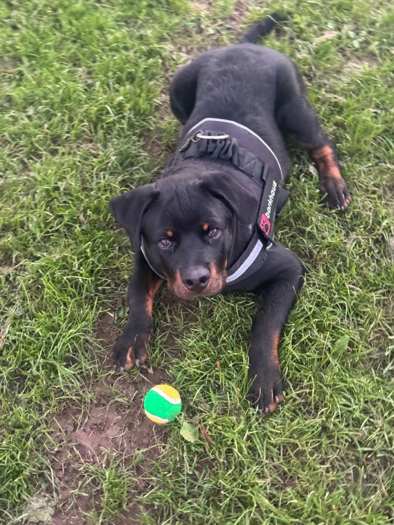 KC Registered Rottweiler Puppy 