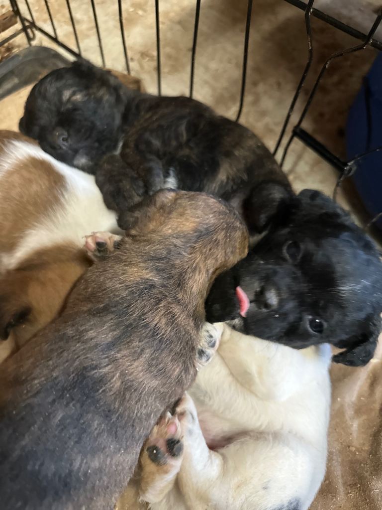 Stunning litter Jack Russel x border terrier puppies 