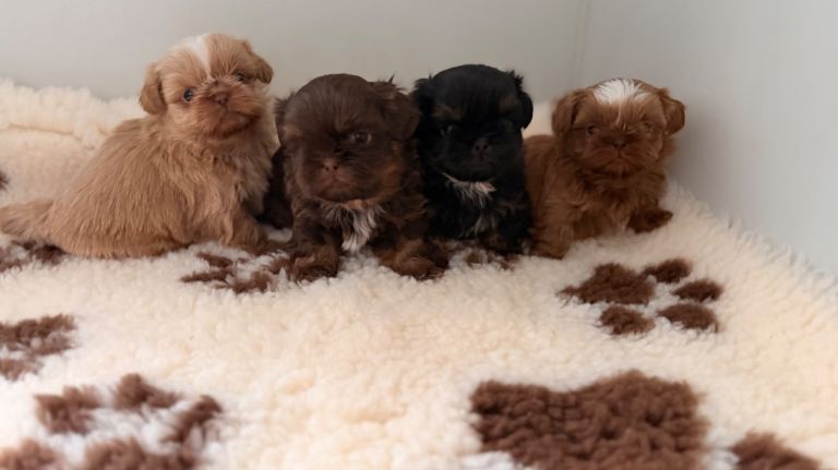 Beautiful litter of imperial Shihtzu for sale 
