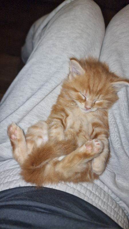 Kittens 