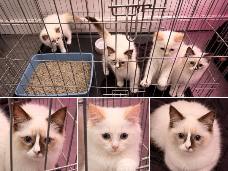 Ragdolls available 18 weeks old!