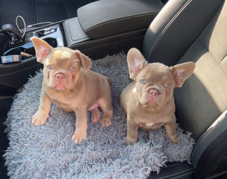  Kc French bulldogs ready to go 