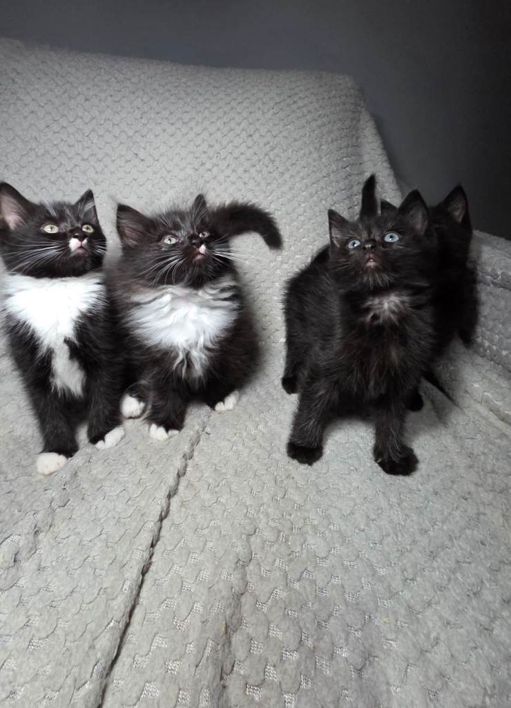 Ragdoll Cross Kittens