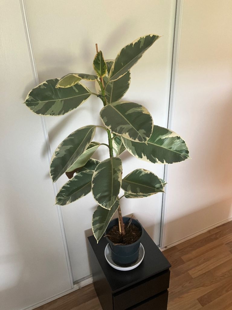 Large ficus house plant
