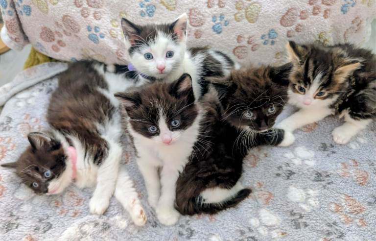 Kittens for new loving forever homes