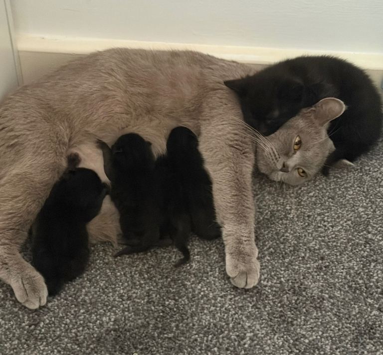 British shorthair cross kittens ready to leave 