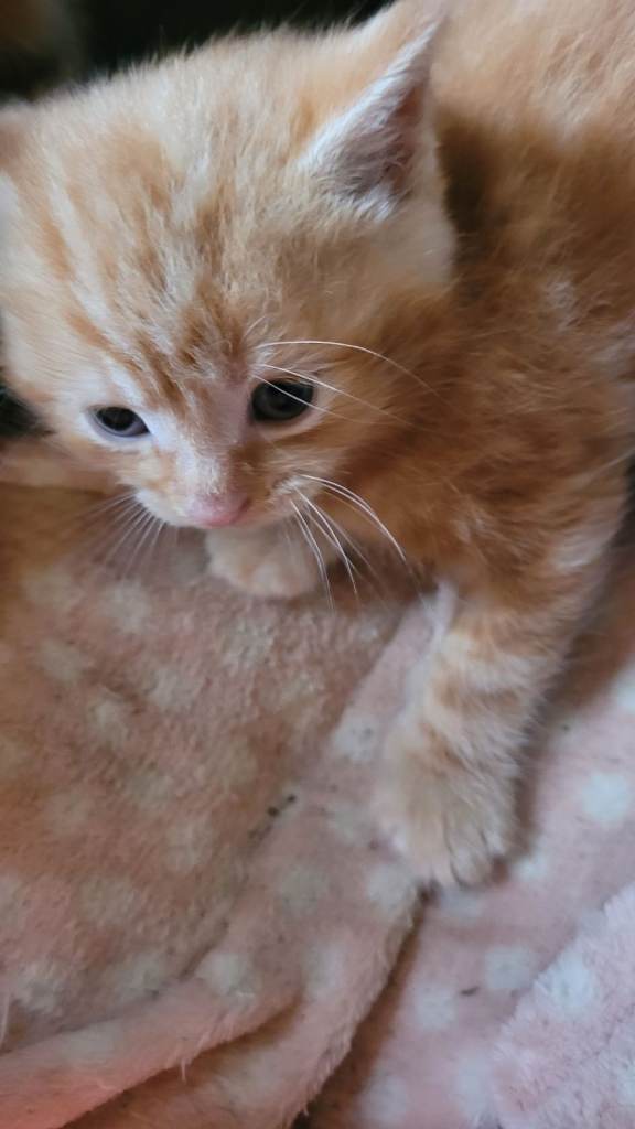 image for Available Beautiful ginger girl is  looking for their forever families 
