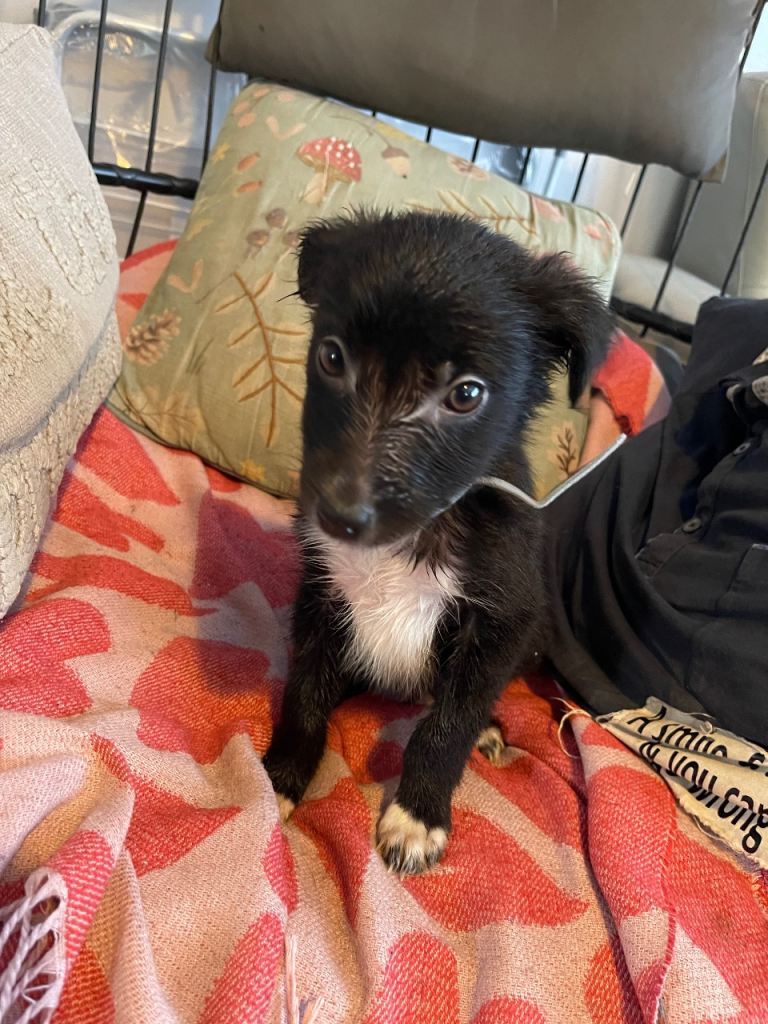 3 LEFT Collie cross puppies - 10 weeks - mixed litter