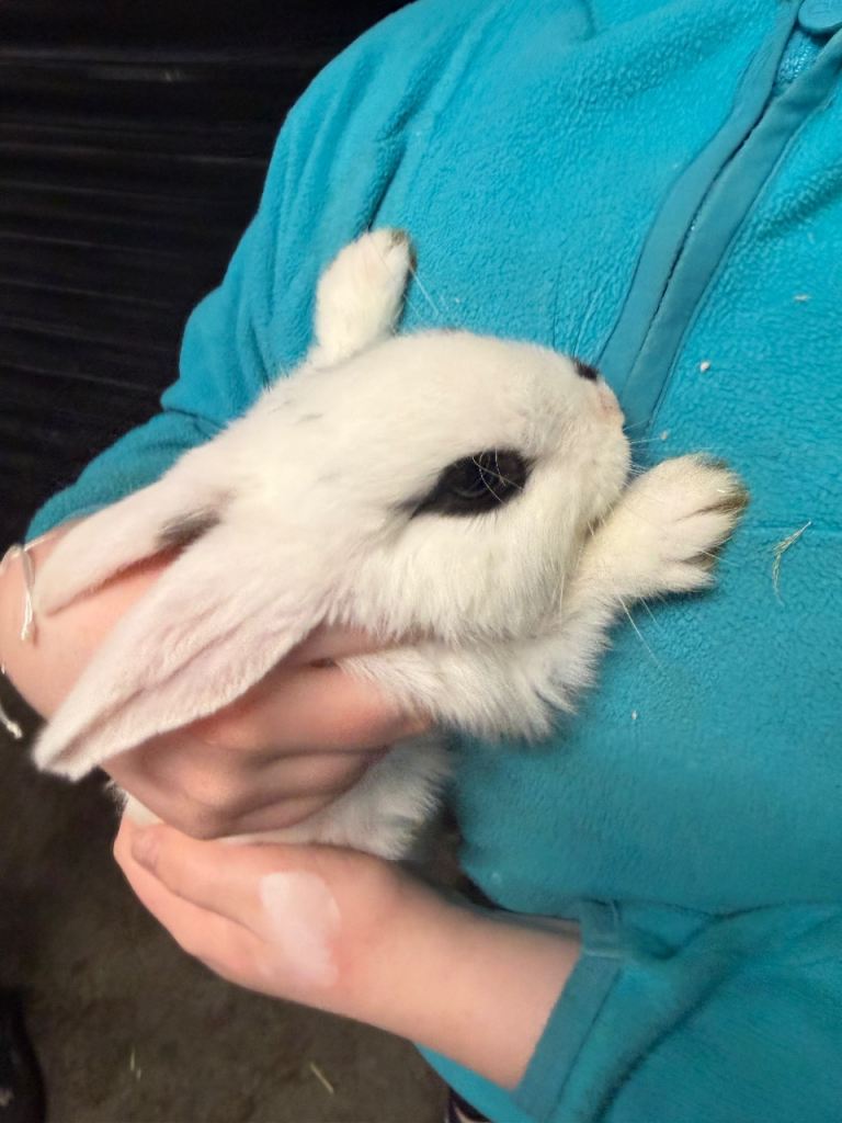 Baby rabbits for sale 