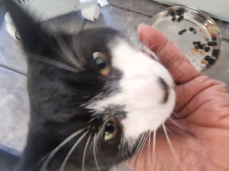 2  male cats mixed breed