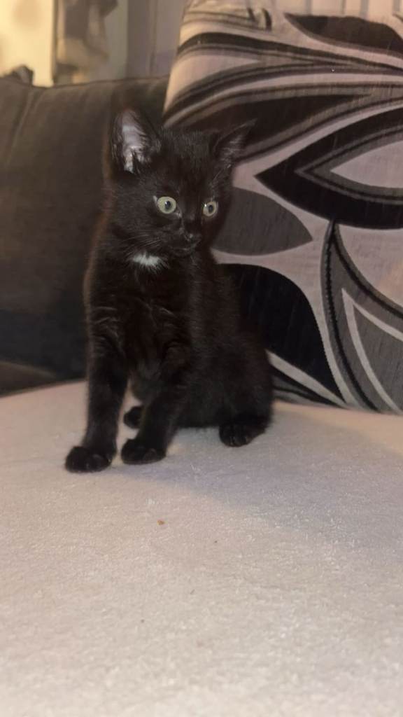 1x Girl Kitten Available 