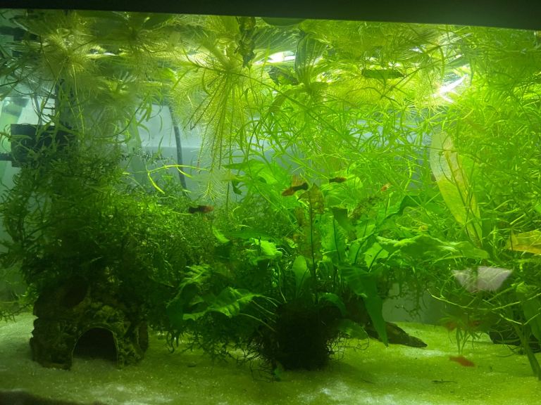 Guppy & or Swordtail Tropical Aquarium Fish Fry 🐠