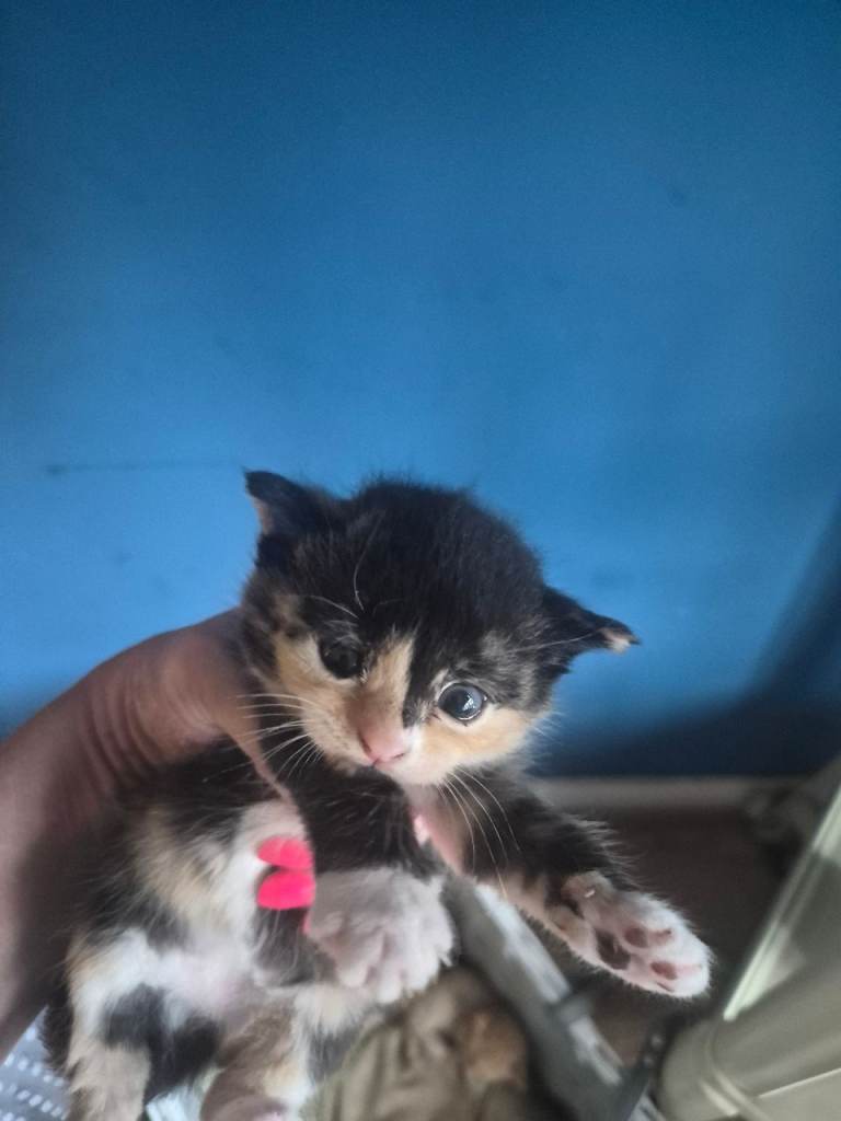 Beautiful kittens i have both parents