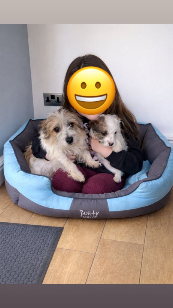 Last remaining little girl pure bred short legged Jack Russell 