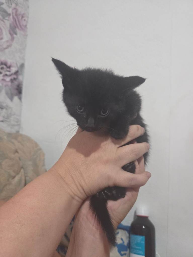 3 black little kittens and mumma 
