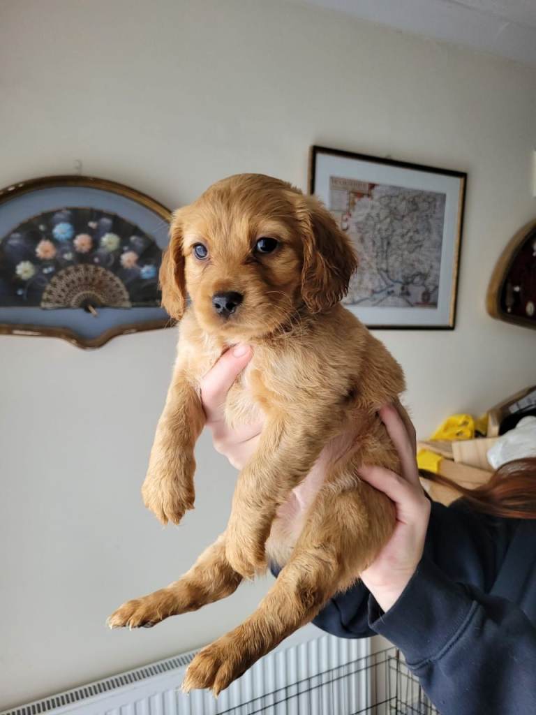 🐶 Cocker Spaniel Puppies for Sale 🐶