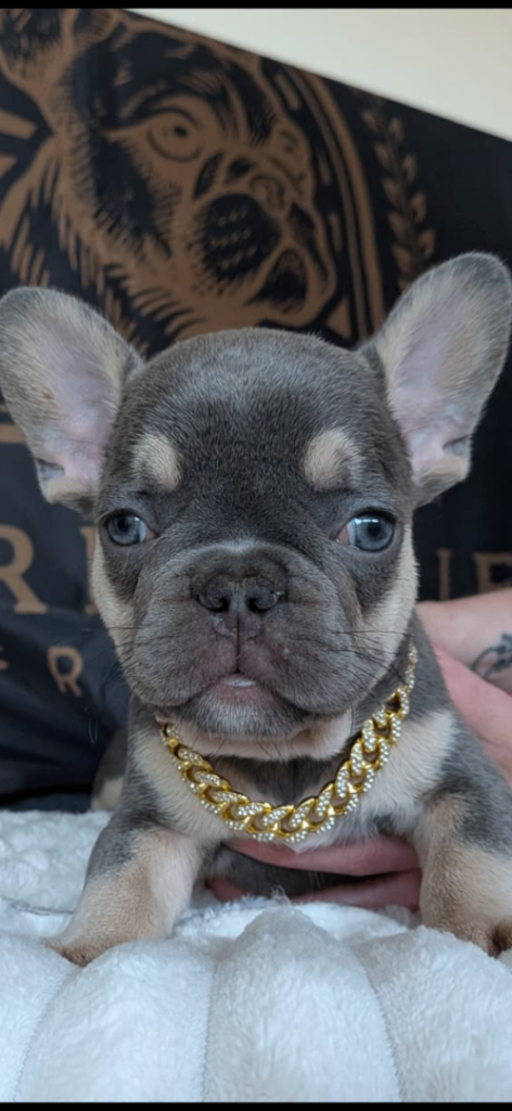 Beautiful French Bulldog Puppies READY TO GO!!!