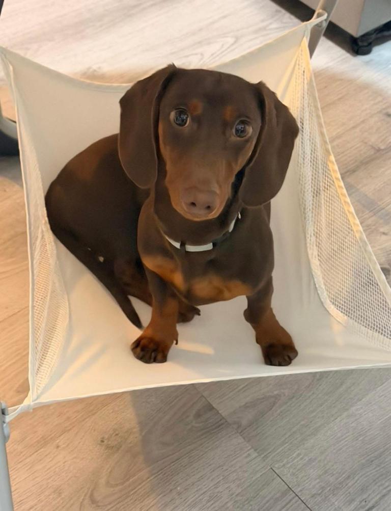 Miniature Dachshund Boy