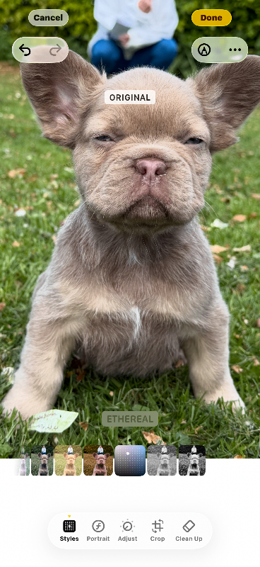 Fluffy French bulldogs