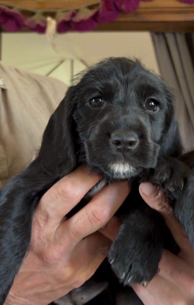 Stunning Wirehaired Dachshund x cocker from KC reg DNA Health tested parents 