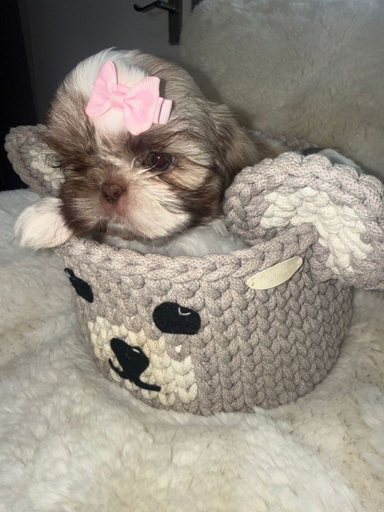 Kc reg imperial Shih Tzu pups