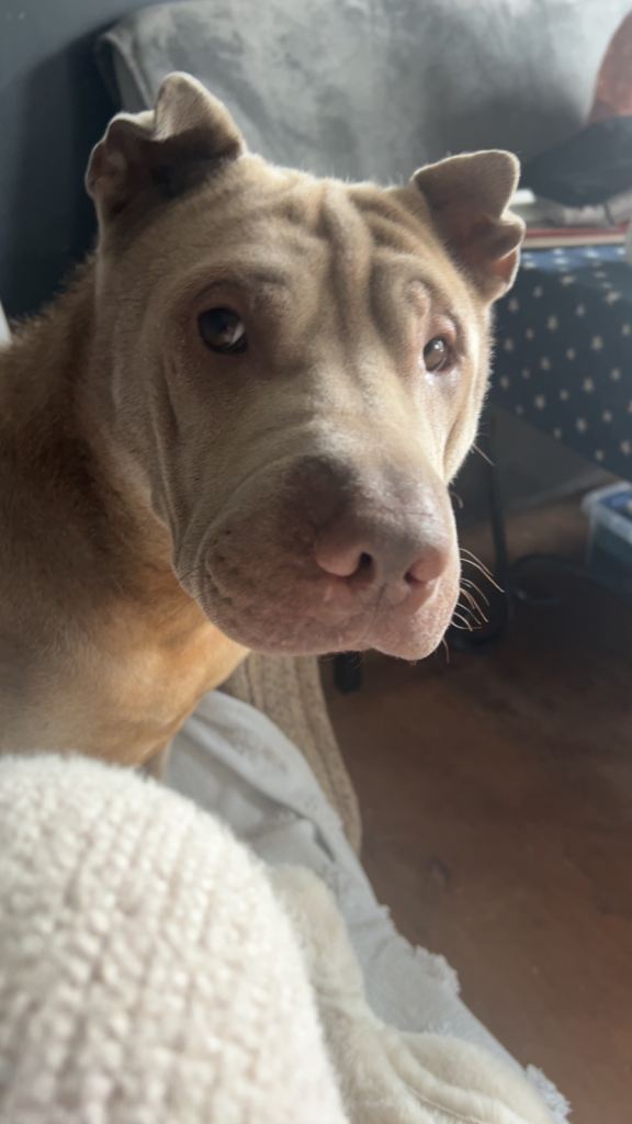 Sharpei
