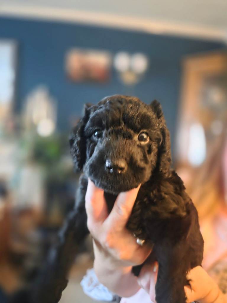 Cockapoo f1 puppies 