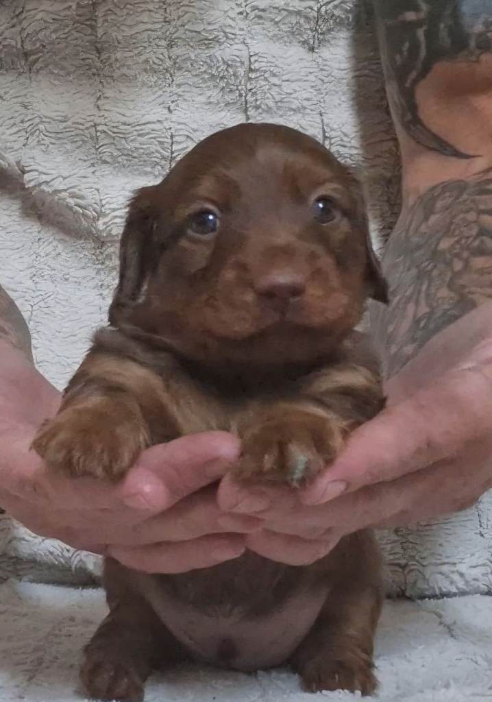 Daschunds puppies
