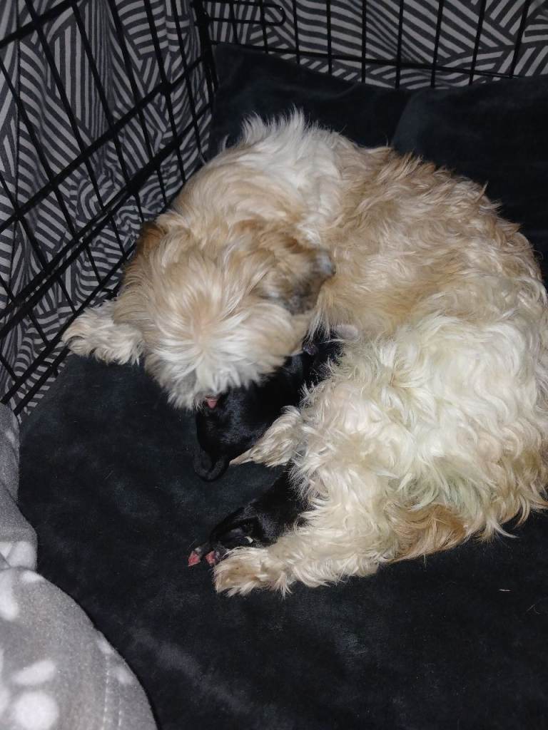 Toy shih-poo puppies 
