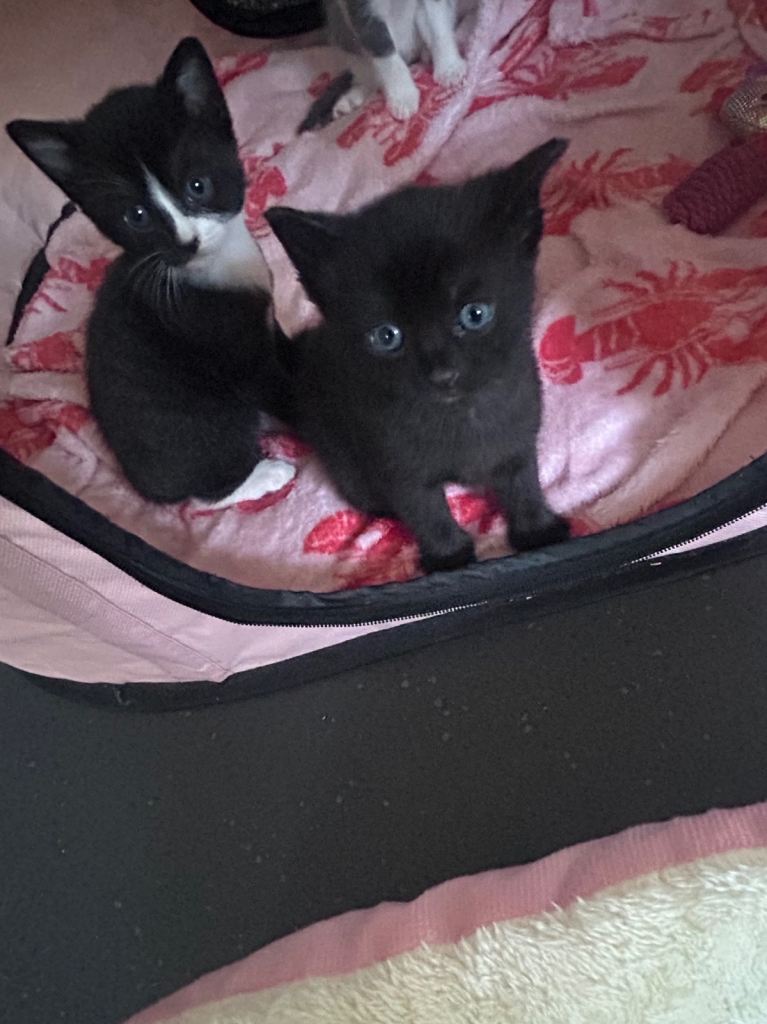 Kittens for sale 