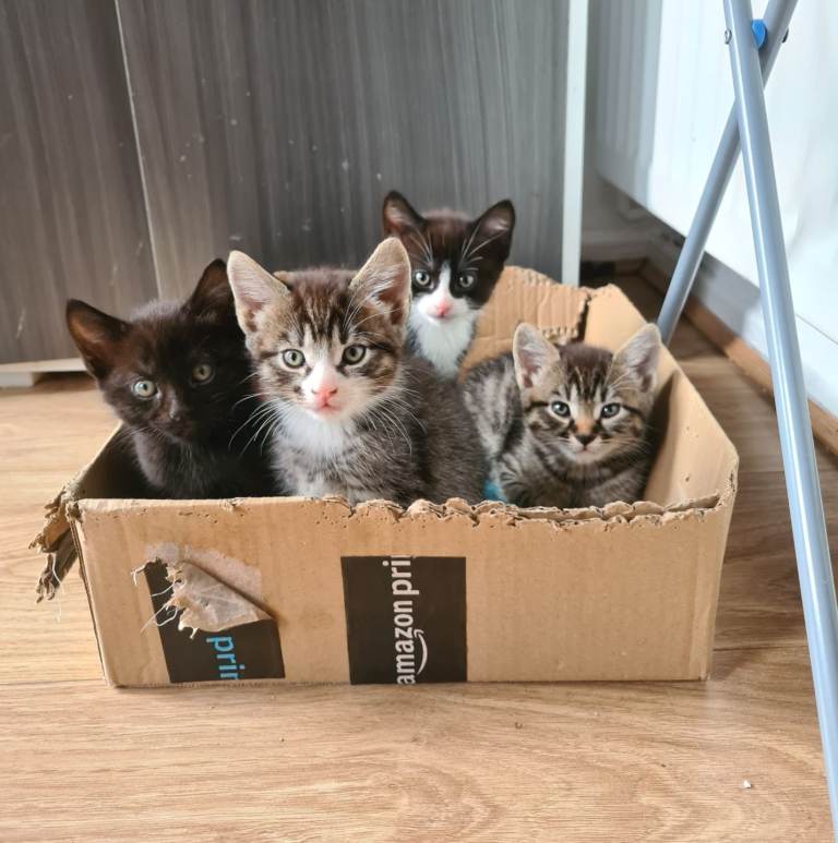 Kittens looking for a loving home