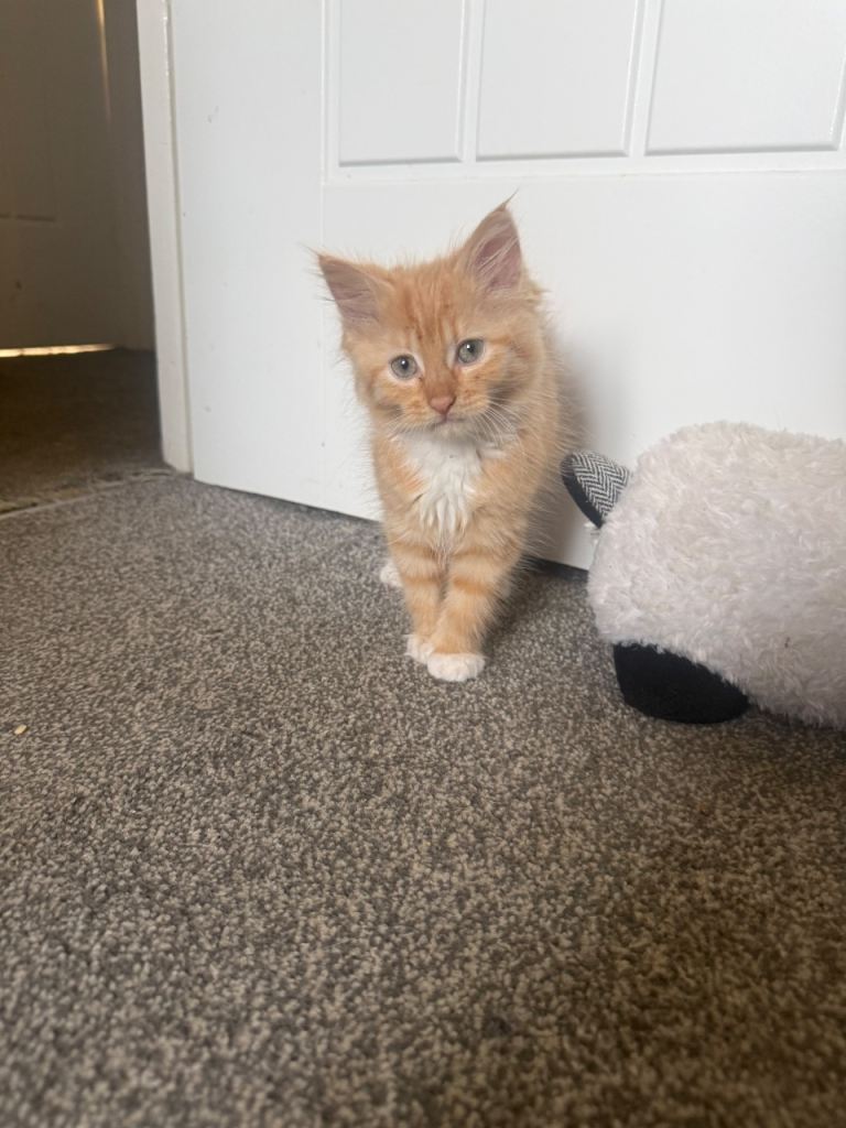 cute kittens for sale beautiful 