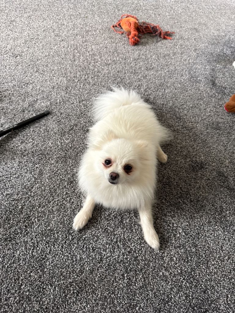 Pomeranian 
