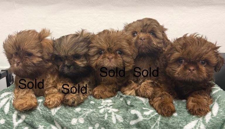 Miniature  Shih Tzu puppies. 1 puppy left.