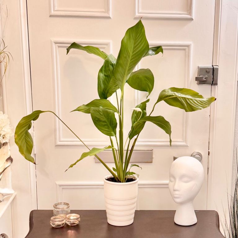 Lovely Peace Lily Plant (Spathiphyllum) in White Pot