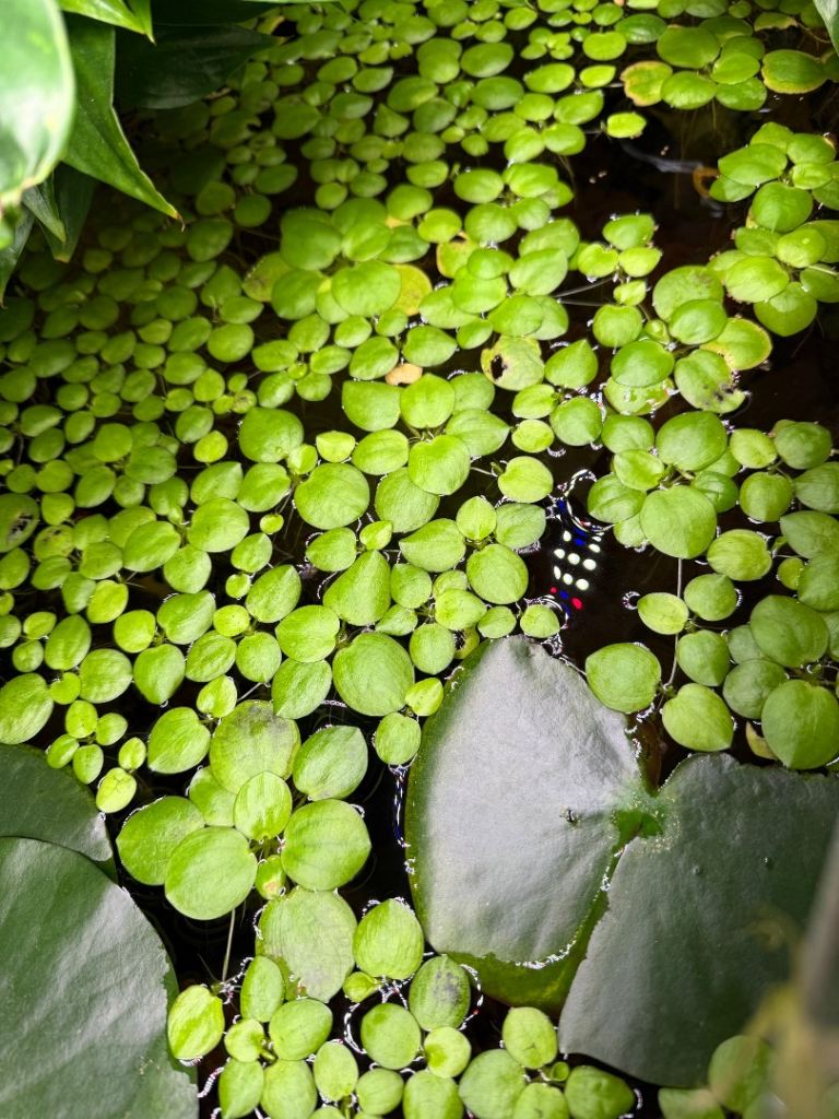 Amazon Frogbit Tropical Water Lily Very Healthy Live Floating Aquarium Plants