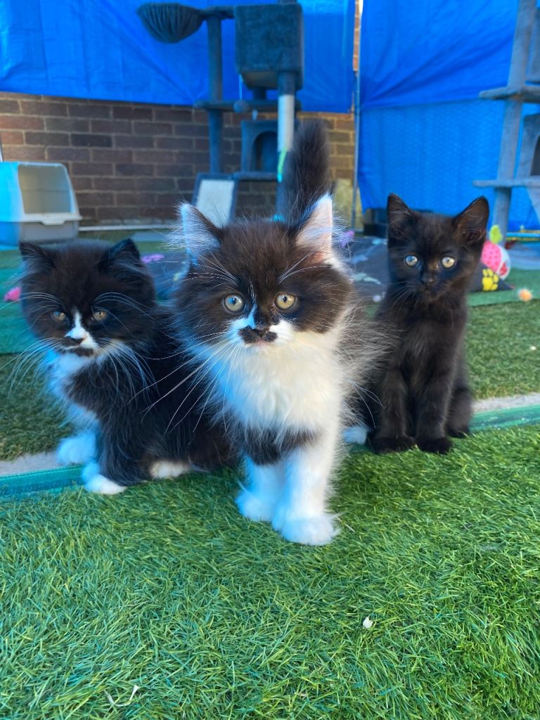 Beautiful kittens 