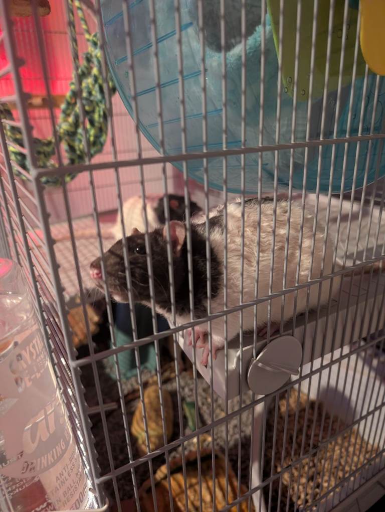 Male rats rehome