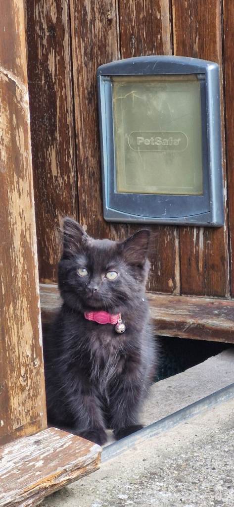 *1 left* Ready to leave....Gorgeous Fluffy Kittens for sale