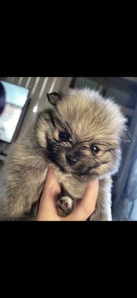Pomeranian puppies 
