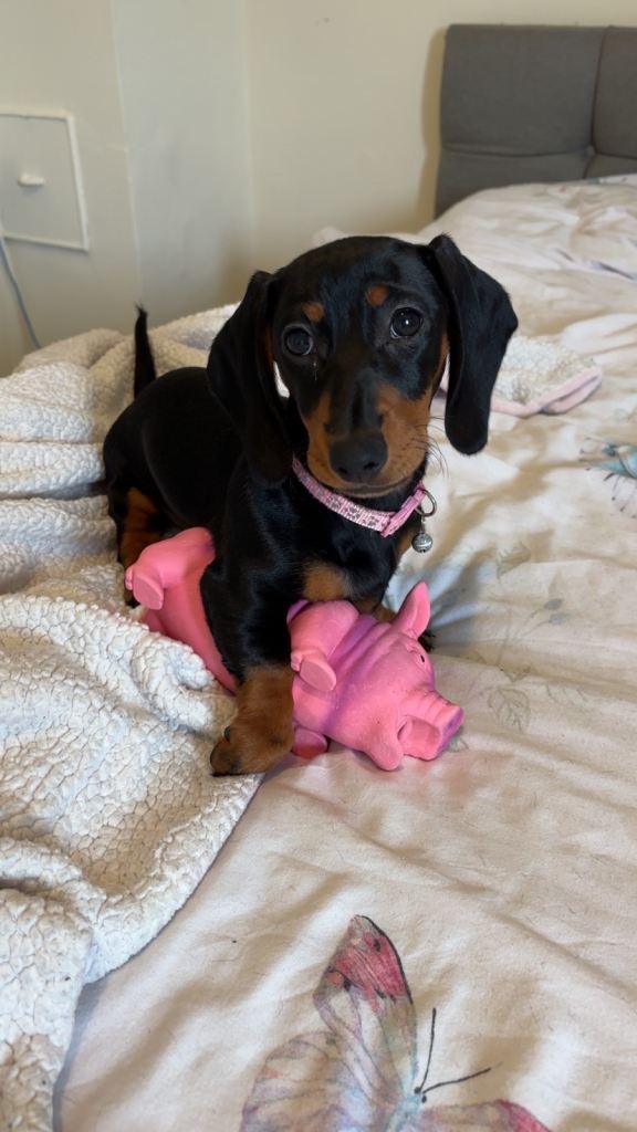 Dachshund dog - willow