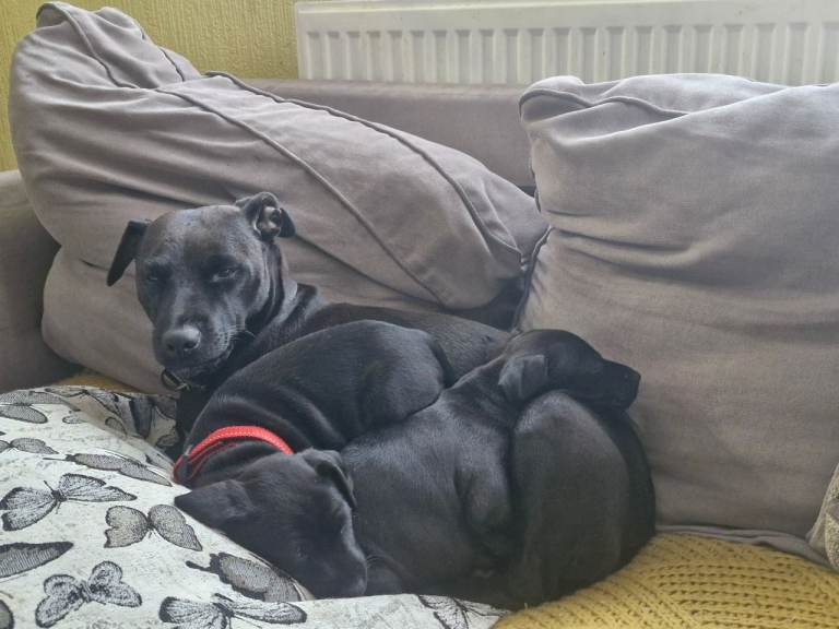 Patterdale X Patterdale Saluki