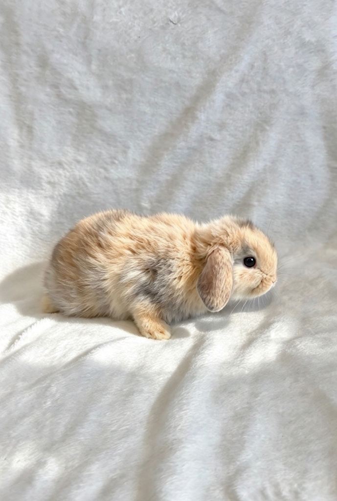 Baby Mini Lops (Ready 07/11)