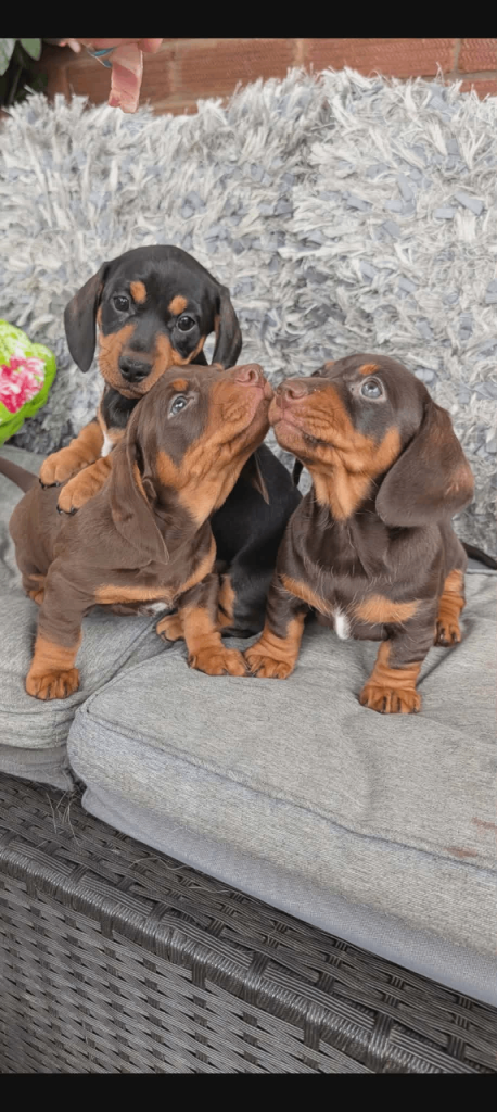 Mini dachshund puppies