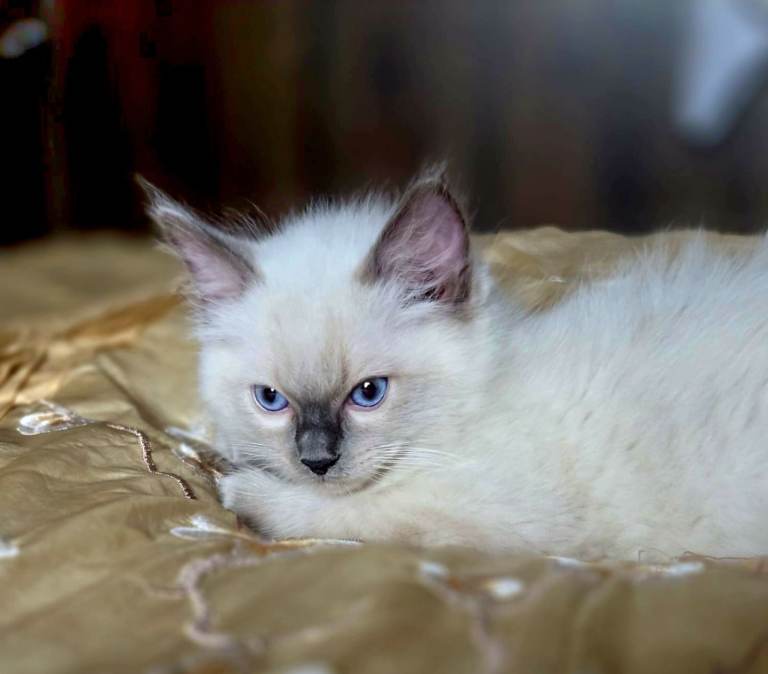 Radgoll kittens